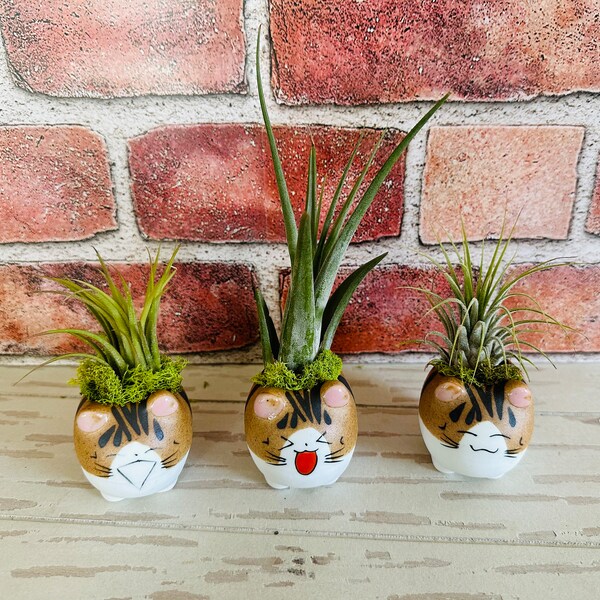Air Plant Holder Etsy