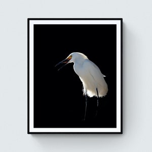 Great White Egret 16X20 Matted Print – 318 Art Co.