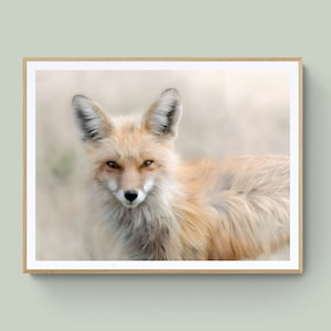 Red fox print | Wildlife photo | Fox portrait| Forest animal print | Vixen fox