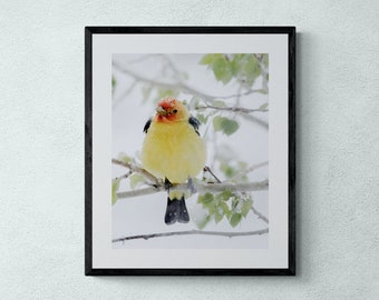 Western Tanager wall art | Tanager photo | Bird wall art | Pretty bird photography