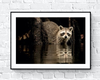 Raccoon photo | Wildlife photo | Forest animal print | Raccoon wall art