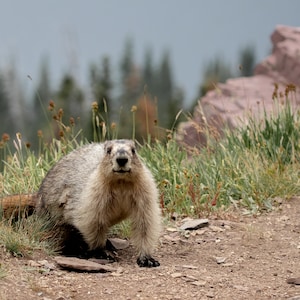 Marmot print | Woodland nursery print  | Forest animal print | Groundhog print
