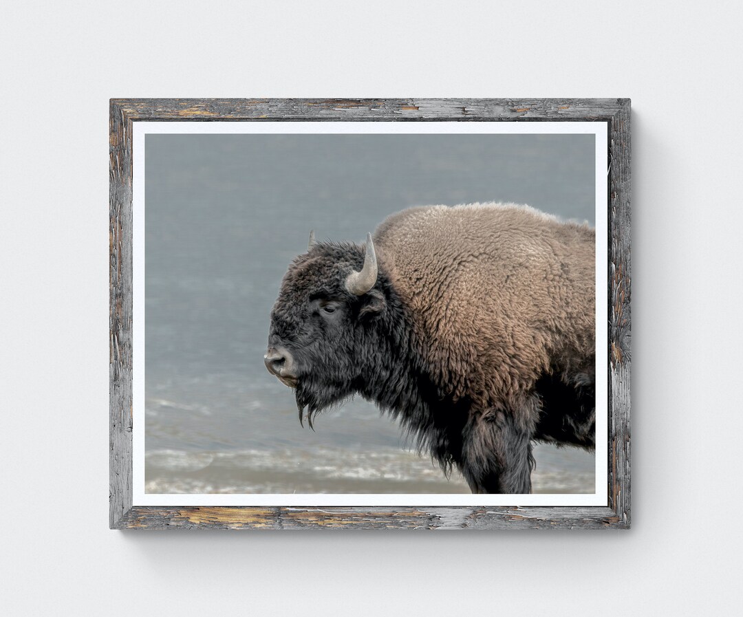 Bison Wall Art | Bison Photography | Wildlife Wall Art | Buffalo Print ...
