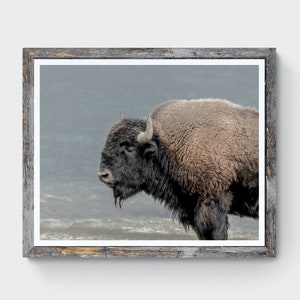 Bison wall art | Bison photography | Wildlife wall art | Buffalo print | Log cabin decor