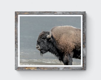 Bison wall art | Bison photography | Wildlife wall art | Buffalo print | Log cabin decor