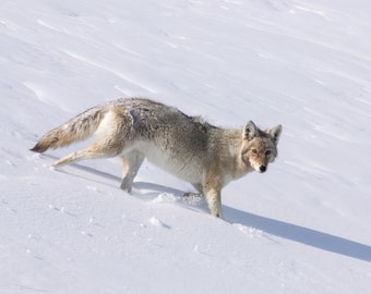 Coyote print | Yellowstone coyote | Wildlife photo