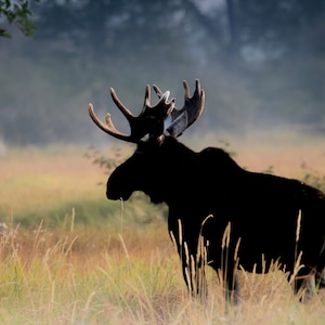 Bull moose print  | Moose wall art | Wildlife photo