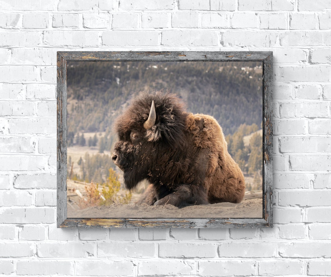 Bison Wall Art | Wildlife Print | Bison Portrait | Buffalo Photography ...
