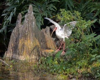 White ibis wall art | Coastal wall art | Tropical wall decor | Low country print | Florida scenery | Lowland forest print