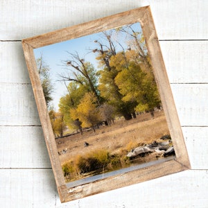 Cottonwood trees in Autumn | Fall scenery print  | Farmhouse photo | Log cabin decor