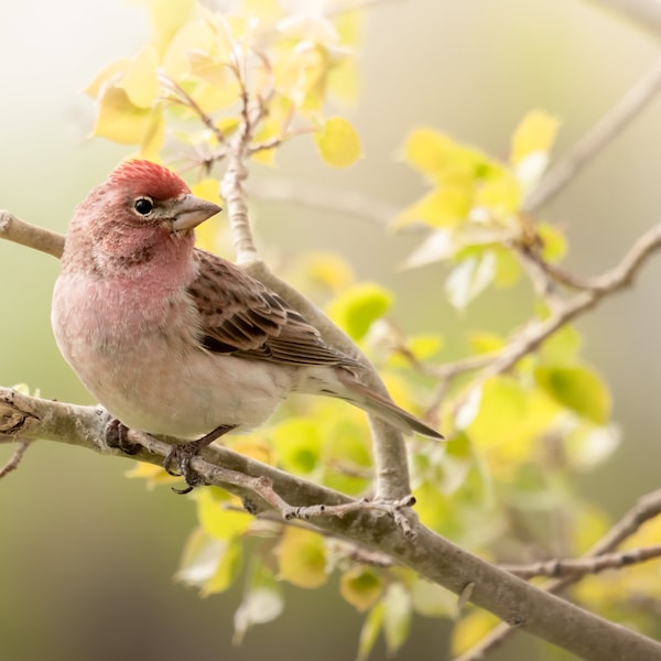 Cassins Finch print | Songbird portrait | Finch photo