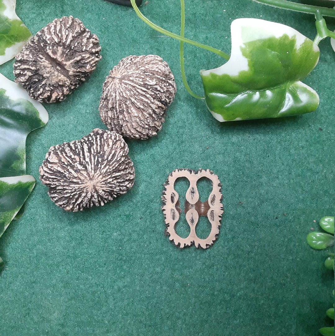 10 Rectangular Black Walnut Shell Slices/buttons 1/8 Thick Rare Etsy