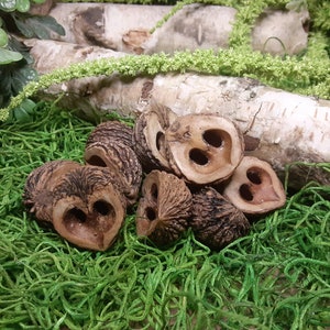 May include: A group of six brown walnut shells with the insides hollowed out. The shells are arranged on a bed of green moss.