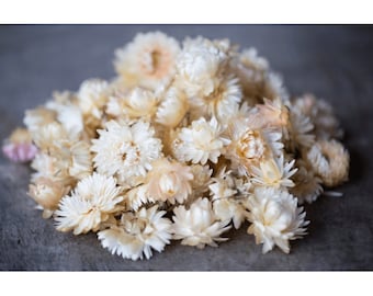 Tête d'hélichrysum pour DIY, fleurs séchées