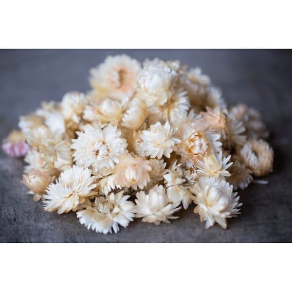 Tête d'hélichrysum pour DIY, fleurs séchées