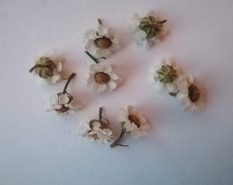 Tête d'ixodia séché, fleurs séchées