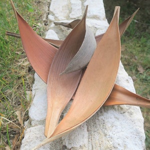 Peut inclure: Cinq gousses brunes, séchées, ressemblant à des feuilles, disposées en forme d'étoile sur une surface de pierre blanche. Les gousses sont recourbées et ont une texture naturelle et organique.