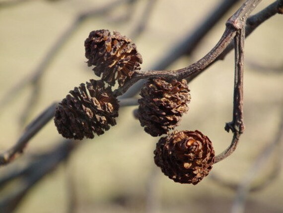 Cône d'aulne, Loisir Créatif, Élément Naturel, Diy