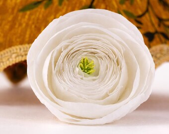 Renoncule stabilisée, Renoncule éternelle, Renoncule blanche