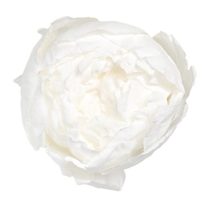 Preserved peony, eternal peony