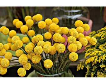 Botte de fleurs séchées, craspedia séchée jaune