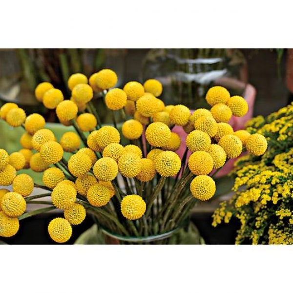 Botte de fleurs séchées, craspedia séchée jaune