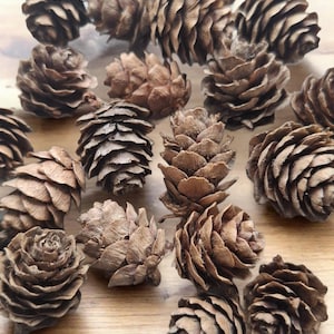 Peut inclure: Plusieurs pommes de pin brunes de différentes tailles, disposées sur une surface en bois clair. Les cônes présentent un aspect texturé et feuilleté, avec des nuances de brun et de beige. L'image est bien éclairée, mettant en valeur les détails naturels des cônes.