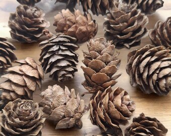 Pigna, pigna di larice in miniatura