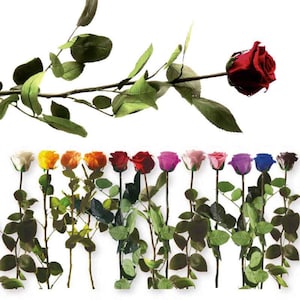 Peut inclure: Une sélection de roses colorées, chacune avec une longue tige et des feuilles vertes, est présentée sur un fond blanc. Les roses sont de différentes couleurs, notamment rouge, rose, violet et jaune. Une seule rose rouge est montrée en haut.