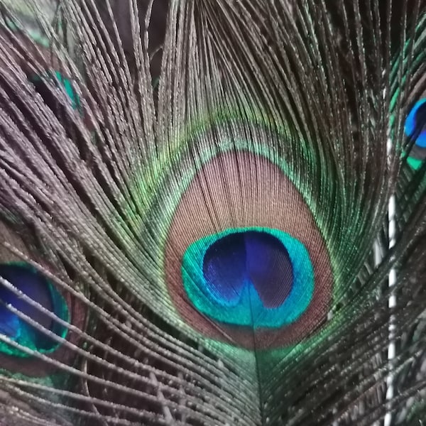 Plume de paon, grande plume décorative
