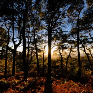 Bomen in silhouet tot herfstzon