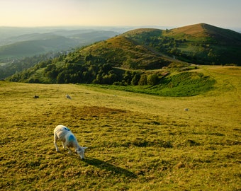 Sheep on the Hills