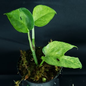Uncommon : Epipremnum Pinnatum Yellow Flame, Furniture & Home Living,  Gardening, Plants & Seeds on Carousell