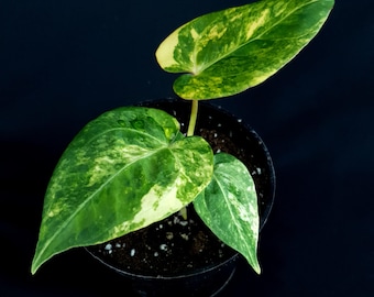 Anthurium papillilaminum 'Variegated' x 'Dorayaki'