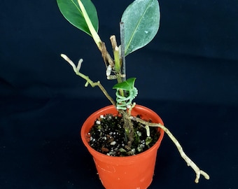 Anthurium scandens var. pumille