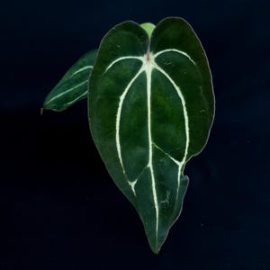 Anthurium carlablackiae (RA4 x RA1) x OG1 - By June Beauparlant