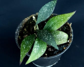 Hoya parviflora 'Splash'