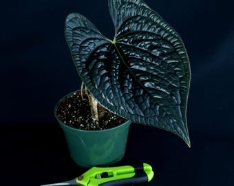 Anthurium luxurians 'Super Dark'