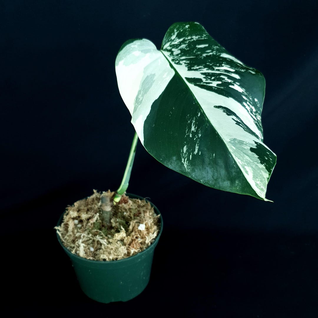 【希少】Monstera Borsigiana Mint Monstera Deliciosa Var. Borsigiana 'mint' - Etsy Canada