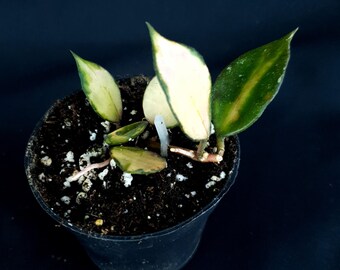 Hoya lacunosa 'Souma'