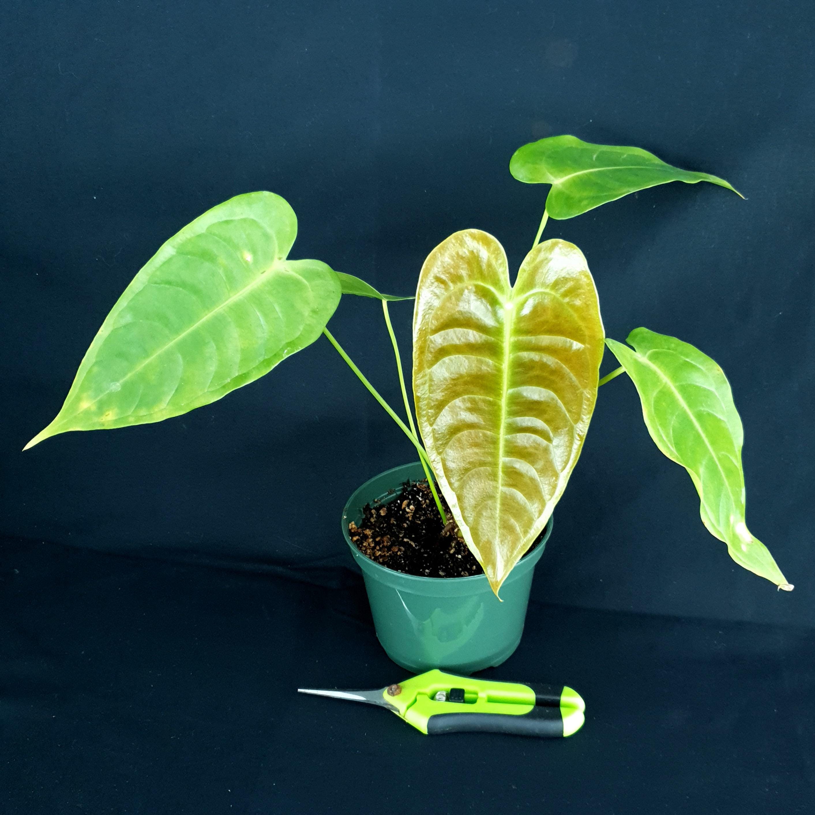 r*s様 anthurium AOS (df) Tezula 'self' r*s様 anthurium AOS (df) Tezula 'self' Anthurium Aos Tezula