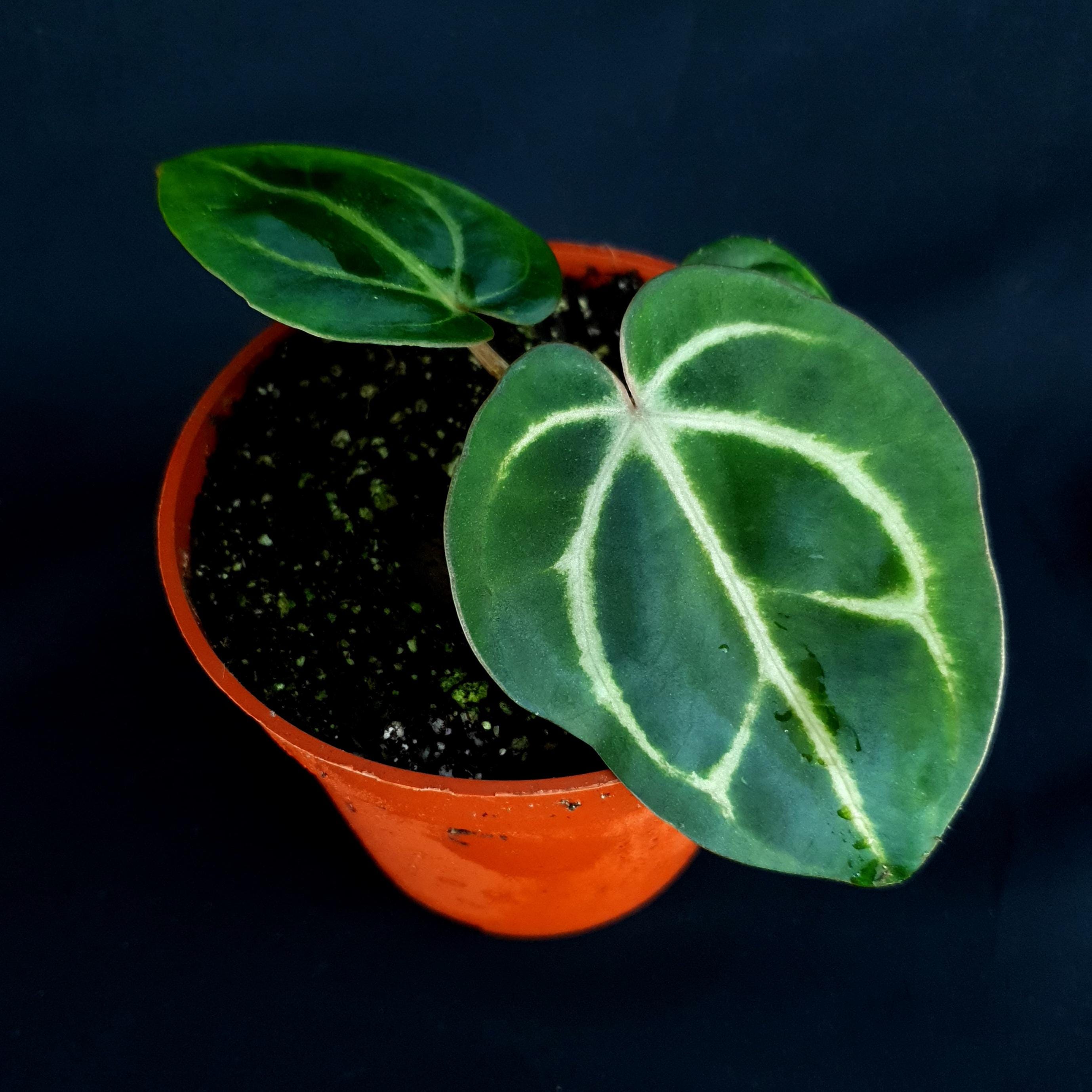 Anthurium carlablackiae RA5 x RA10 self アンスリウムカーラブラキア