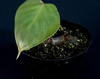 Philodendron lynamii