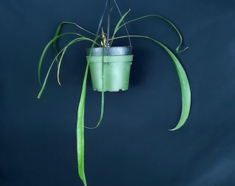 Anthurium sp. « Yasuni »