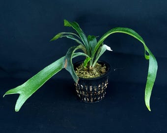 Platycerium 'Mt. Lewis Thin' x 'Dwarf Little Kitty'