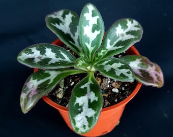 Primulina heterochroa