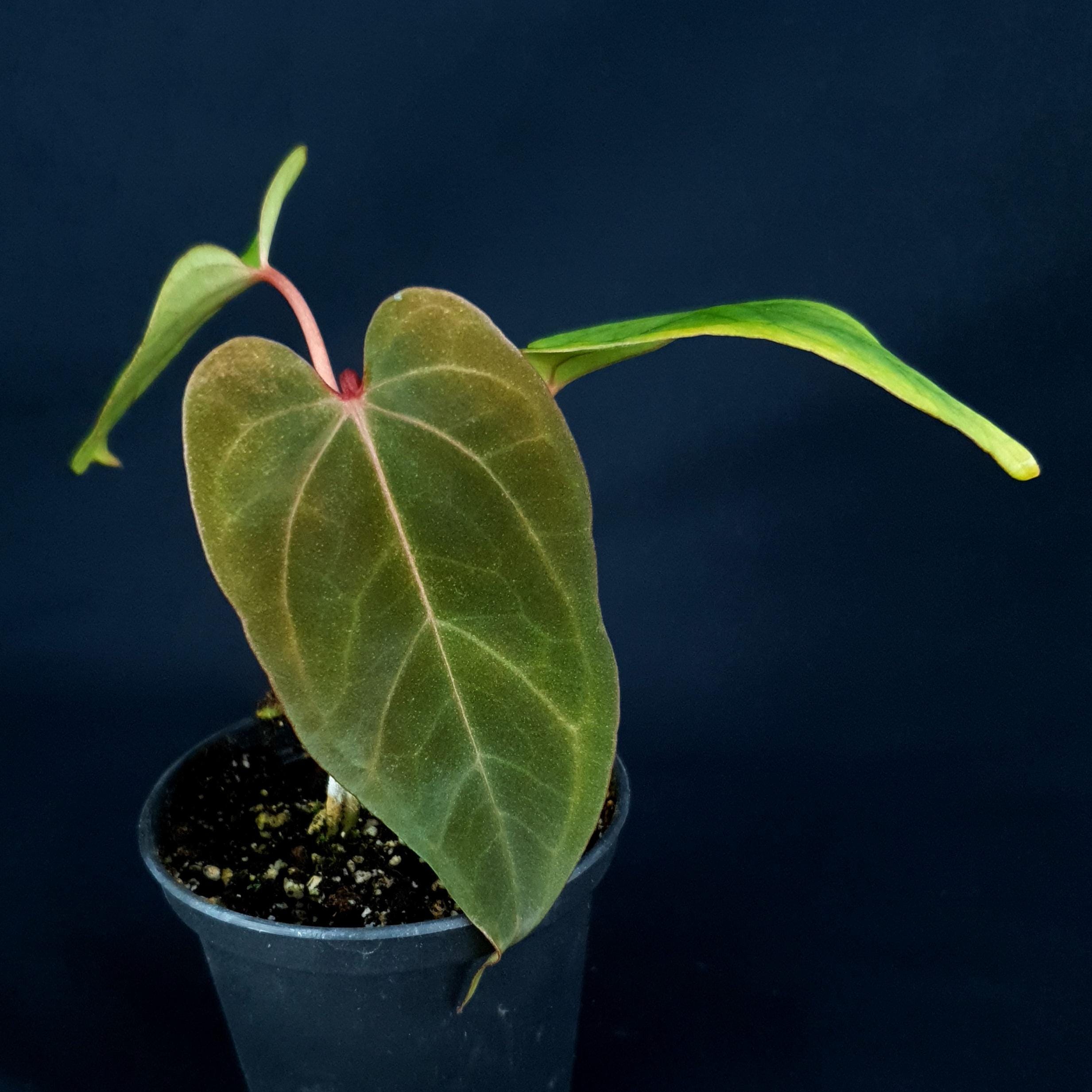 その他観葉植物 NPG#8 anthurium Carla x Portilae Carla x Port) x sp