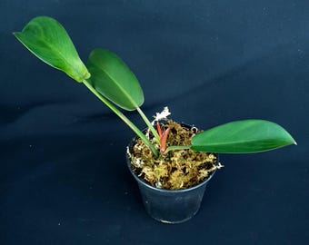 Philodendron 'Florida Bronze'