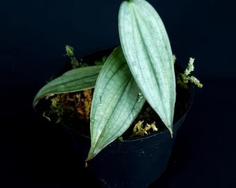 Philodendron 'Burle Marx fantasy'