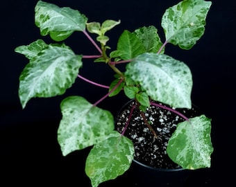 Rivina humilis « Panachée »